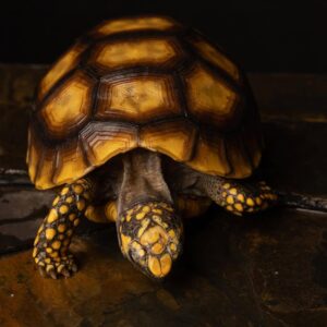 High yellow footed tortoise