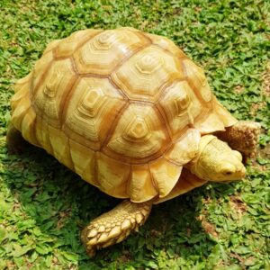 Ivory sulcata tortoise