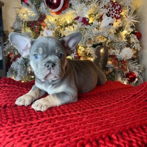 Lilac French bulldog