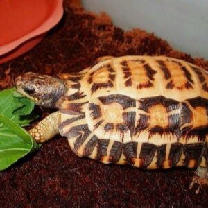 Madagascar flat shelled spider tortoise