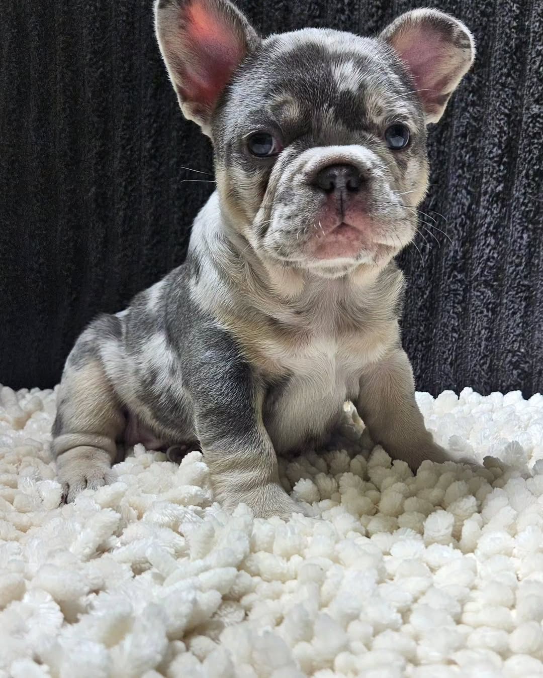 Healthy lilac merle French bulldog for sale from reputable breeder