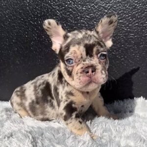 Merle French bulldog