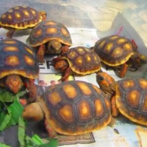 Neon red footed tortoise