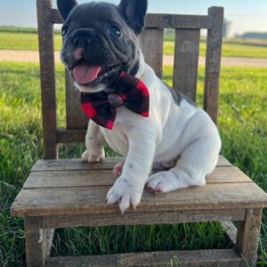 Pied French bulldog