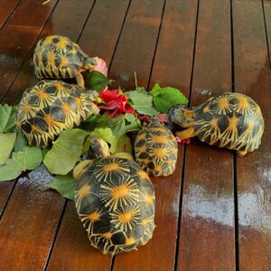 Radiated tortoise