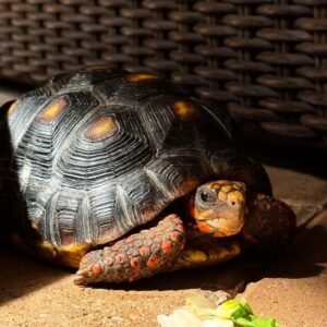 Red footed tortoise