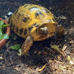 Russian tortoise
