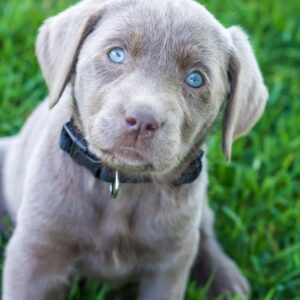 Silver Labrador retriever