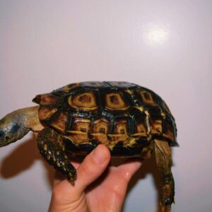 Spekes’s hingeback tortoise