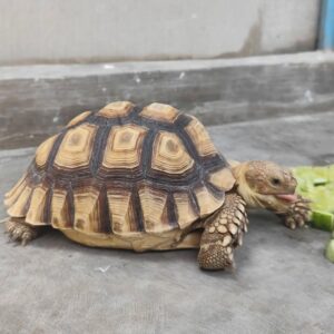 Sulcata tortoise