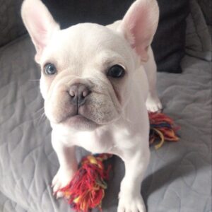 White French bulldog