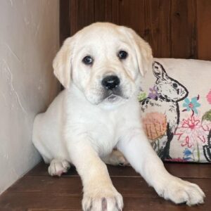 White Labrador retriever